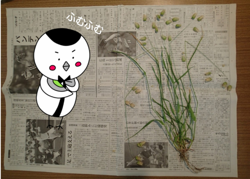 植物標本のつくりかた